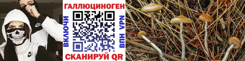 KRAKEN ссылки Котовск Псилоцибиновые грибы MAGIC MUSHROOMS